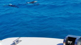 Navigando verso l'isola di Saona incrociamo i deflini...uno spettacolo_4